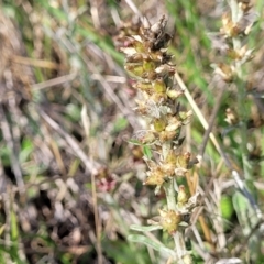 Gamochaeta purpurea (Purple Cudweed) at Bibbenluke, NSW - 8 Dec 2023 by trevorpreston