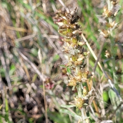 Gamochaeta impatiens (A cudweed) at Bibbenluke Common - 9 Dec 2023 by trevorpreston