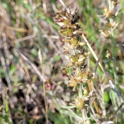 Gamochaeta purpurea (Purple Cudweed) at Bibbenluke, NSW - 8 Dec 2023 by trevorpreston