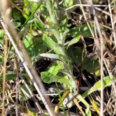 Gamochaeta impatiens at Bibbenluke Common - 9 Dec 2023