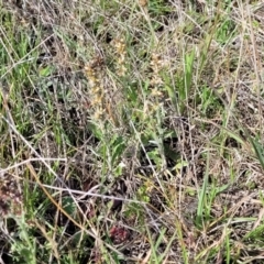 Gamochaeta impatiens at Bibbenluke Common - 9 Dec 2023