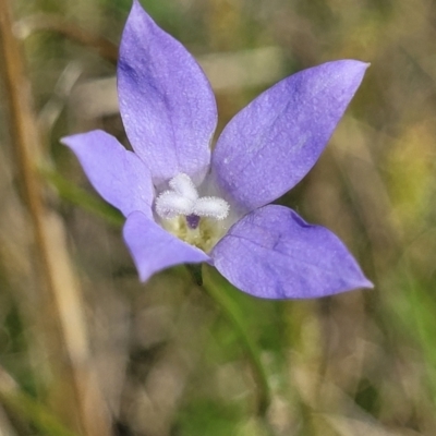 Wahlenbergia capillaris (Tufted Bluebell) at Bibbenluke Common - 9 Dec 2023 by trevorpreston