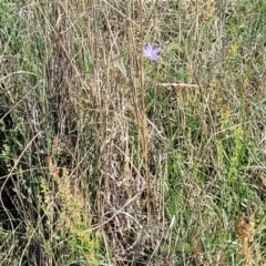 Wahlenbergia capillaris at Bibbenluke Common - 9 Dec 2023