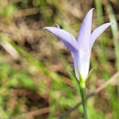 Wahlenbergia capillaris at Bibbenluke Common - 9 Dec 2023