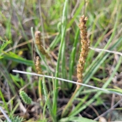 Plantago gaudichaudii (Narrow Plantain) at Bibbenluke Common - 9 Dec 2023 by trevorpreston