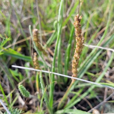 Plantago gaudichaudii (Narrow Plantain) at Bibbenluke Common - 8 Dec 2023 by trevorpreston