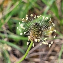 Plantago lanceolata (Ribwort Plantain, Lamb's Tongues) at Bibbenluke, NSW - 8 Dec 2023 by trevorpreston