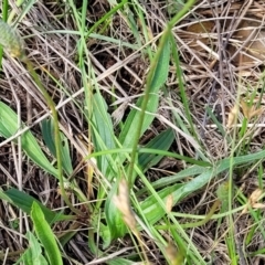 Plantago lanceolata at Bibbenluke Common - 9 Dec 2023 09:27 AM