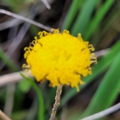 Leptorhynchos squamatus subsp. squamatus (Scaly Buttons) at Bibbenluke Common - 9 Dec 2023 by trevorpreston