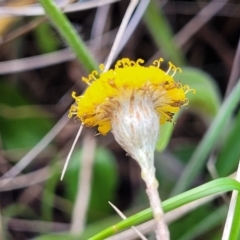 Leptorhynchos squamatus subsp. squamatus at Bibbenluke Common - 9 Dec 2023