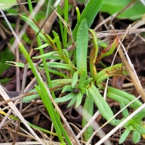 Leptorhynchos squamatus subsp. squamatus at Bibbenluke Common - 9 Dec 2023