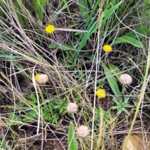 Leptorhynchos squamatus subsp. squamatus at Bibbenluke Common - 9 Dec 2023