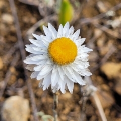 Leucochrysum albicans subsp. tricolor (Hoary Sunray) at Bibbenluke Common - 8 Dec 2023 by trevorpreston