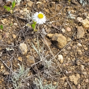 Leucochrysum albicans subsp. tricolor at Bibbenluke Common - 9 Dec 2023 09:25 AM