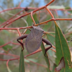 Amorbus sp. (genus) (Eucalyptus Tip bug) at Bombay, NSW - 9 Dec 2023 by MatthewFrawley