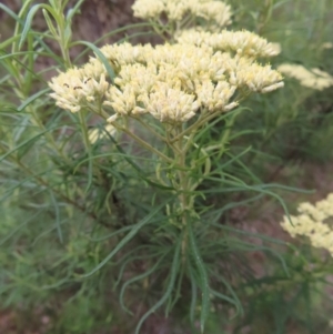 Cassinia longifolia at QPRC LGA - 9 Dec 2023