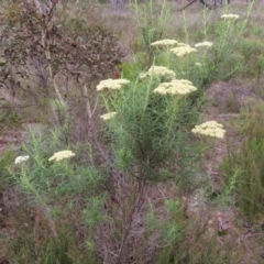 Cassinia longifolia at QPRC LGA - 9 Dec 2023