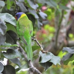 Trichoglossus moluccanus (Rainbow Lorikeet) at Oakdale, NSW - 8 Feb 2023 by bufferzone