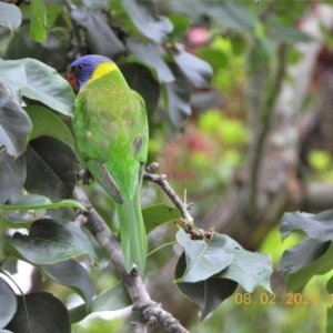 Trichoglossus moluccanus at Wollondilly Local Government Area - 8 Feb 2023