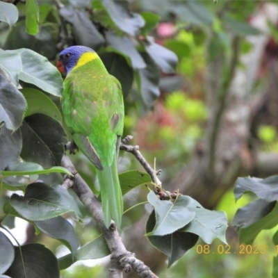 Trichoglossus moluccanus (Rainbow Lorikeet) at Oakdale, NSW - 8 Feb 2023 by bufferzone