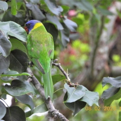 Trichoglossus moluccanus (Rainbow Lorikeet) at Wollondilly Local Government Area - 8 Feb 2023 by bufferzone