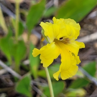 Velleia paradoxa (Spur Velleia) at Bibbenluke, NSW - 8 Dec 2023 by trevorpreston