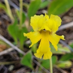 Goodenia paradoxa at Bibbenluke Common - 9 Dec 2023