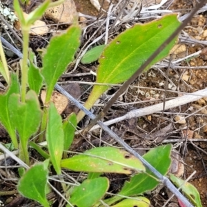 Goodenia paradoxa at Bibbenluke Common - 9 Dec 2023