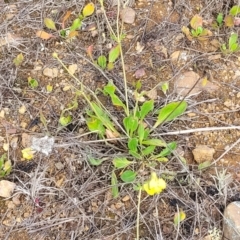 Goodenia paradoxa at Bibbenluke Common - 9 Dec 2023