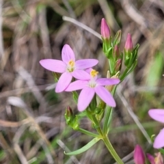 Centaurium erythraea (Common Centaury) at Bibbenluke Common - 9 Dec 2023 by trevorpreston