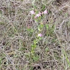 Centaurium erythraea at Bibbenluke Common - 9 Dec 2023