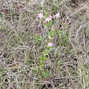 Centaurium erythraea at Bibbenluke Common - 9 Dec 2023