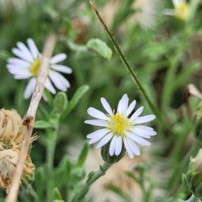 Vittadinia gracilis (New Holland Daisy) at Bibbenluke, NSW - 8 Dec 2023 by trevorpreston