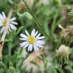 Vittadinia gracilis at Bibbenluke Common - 9 Dec 2023