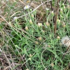 Vittadinia gracilis at Bibbenluke Common - 9 Dec 2023