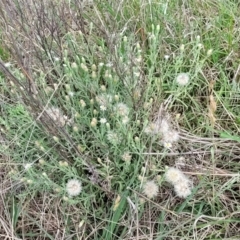 Vittadinia gracilis at Bibbenluke Common - 9 Dec 2023