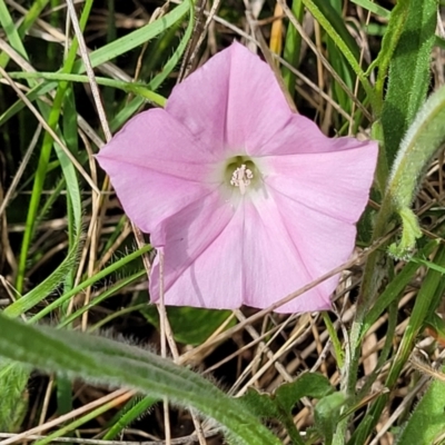 Convolvulus angustissimus subsp. angustissimus (Australian Bindweed) at Bibbenluke Common - 9 Dec 2023 by trevorpreston
