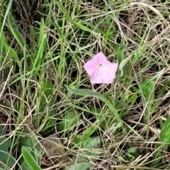 Convolvulus angustissimus subsp. angustissimus at Bibbenluke Common - 9 Dec 2023 09:21 AM