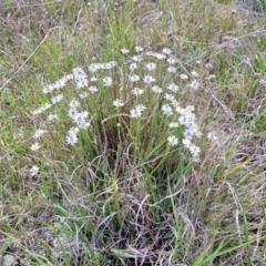 Rhodanthe anthemoides (Chamomile Sunray) at Bibbenluke Common - 9 Dec 2023 by trevorpreston