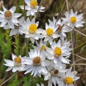 Rhodanthe anthemoides at Bibbenluke Common - 9 Dec 2023 09:21 AM