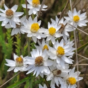 Rhodanthe anthemoides at Bibbenluke Common - 9 Dec 2023 09:21 AM