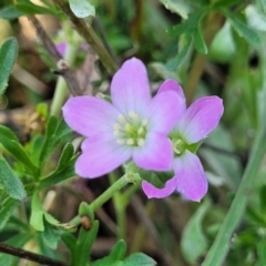 Geranium retrorsum (Grassland Cranesbill) at Bibbenluke Common - 8 Dec 2023 by trevorpreston