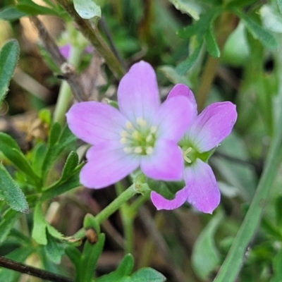 Geranium retrorsum (Grassland Cranesbill) at Bibbenluke Common - 8 Dec 2023 by trevorpreston