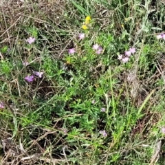 Geranium retrorsum at Bibbenluke Common - 9 Dec 2023