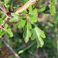 Crataegus monogyna (Hawthorn) at Bibbenluke Common - 8 Dec 2023 by trevorpreston