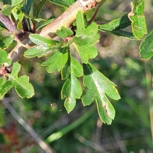 Crataegus monogyna at Bibbenluke Common - 9 Dec 2023