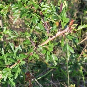 Crataegus monogyna at Bibbenluke Common - 9 Dec 2023