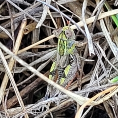 Brachyexarna lobipennis (Stripewinged meadow grasshopper) at Bibbenluke Common - 8 Dec 2023 by trevorpreston