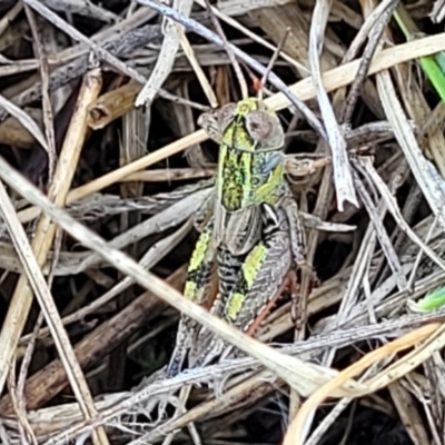 Brachyexarna lobipennis (Stripewinged meadow grasshopper) at Bibbenluke Common - 8 Dec 2023 by trevorpreston