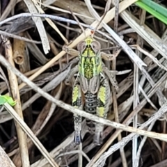 Brachyexarna lobipennis at Bibbenluke Common - 9 Dec 2023